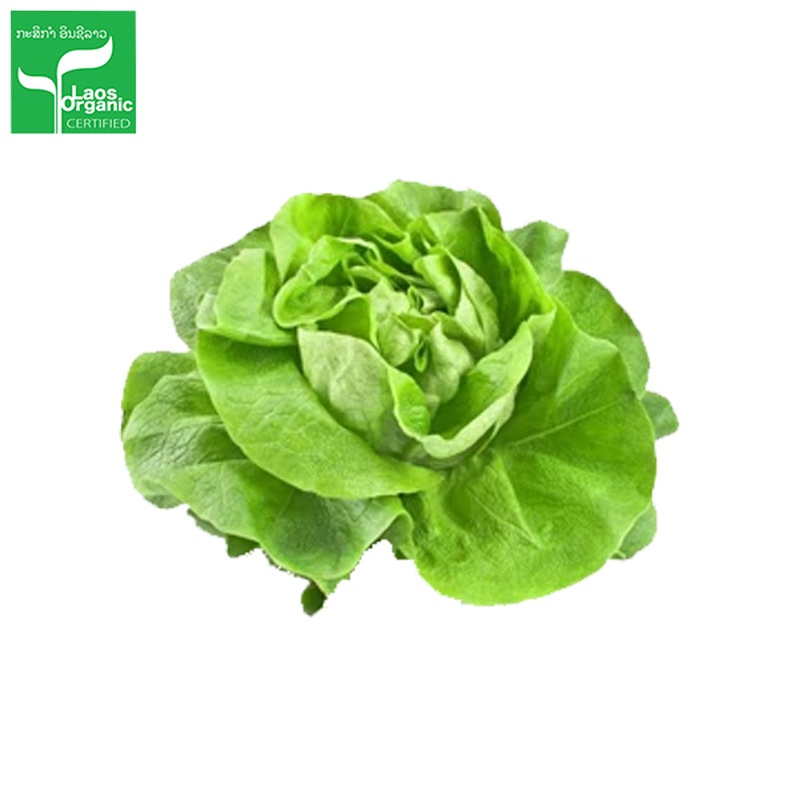 Organic Butterhead Salad 500g