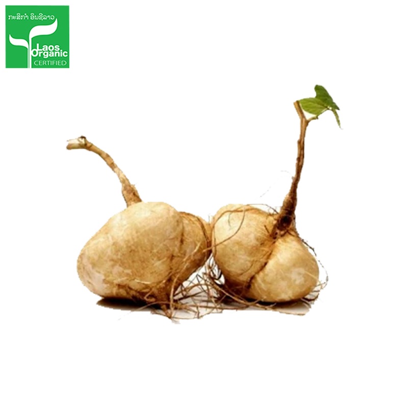 Organic Yam Bean Seed per 1kg