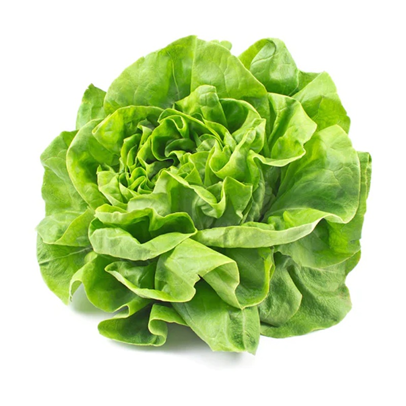 Butterhead lettuce  per 500g