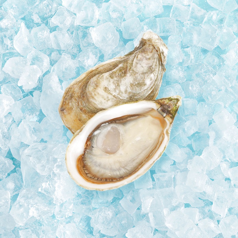 CHIRONFILS French Chiron Speciale Oyster Nr.1  (1pc)