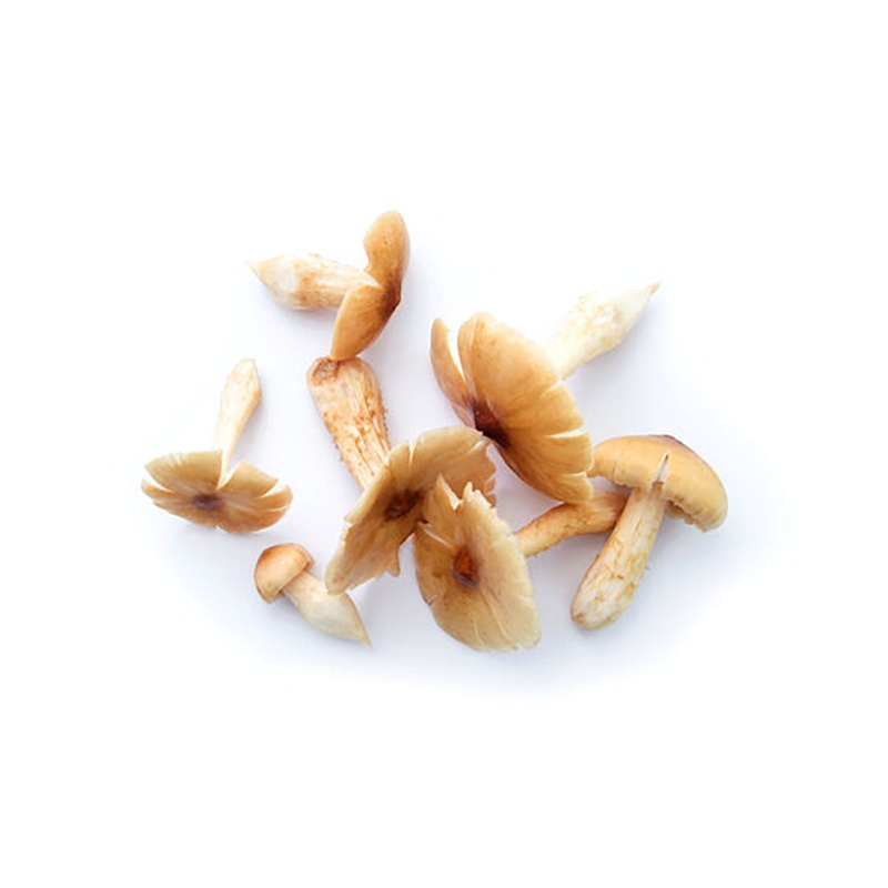 Chinese Fresh Termite Mushroom  (200g)