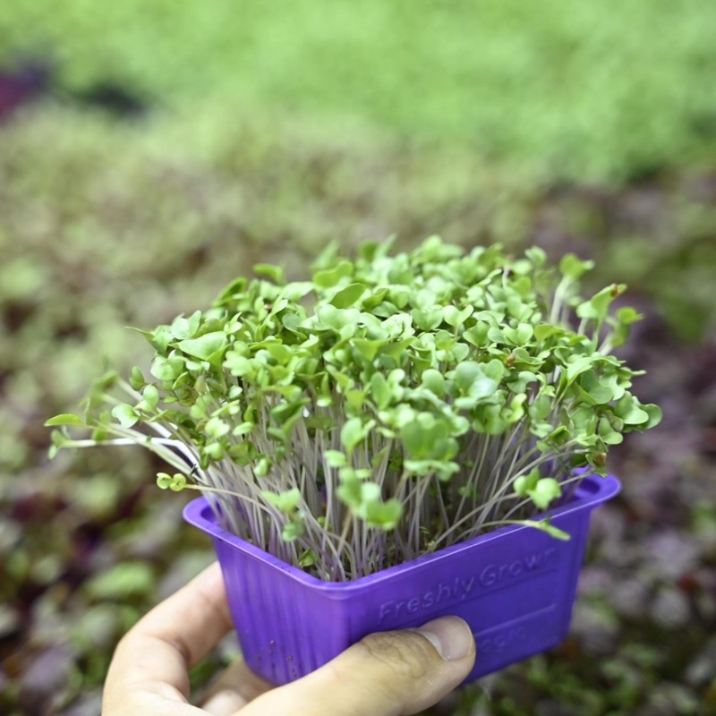 Local Farm "Hydrogro" Microgreens & Edible Flowers Appreciation Workshop [super e-gold Exclusive]