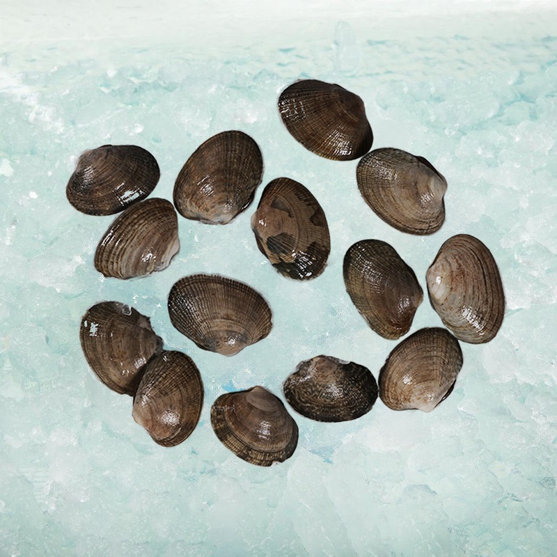 USA Live Manila Clam  (300g)