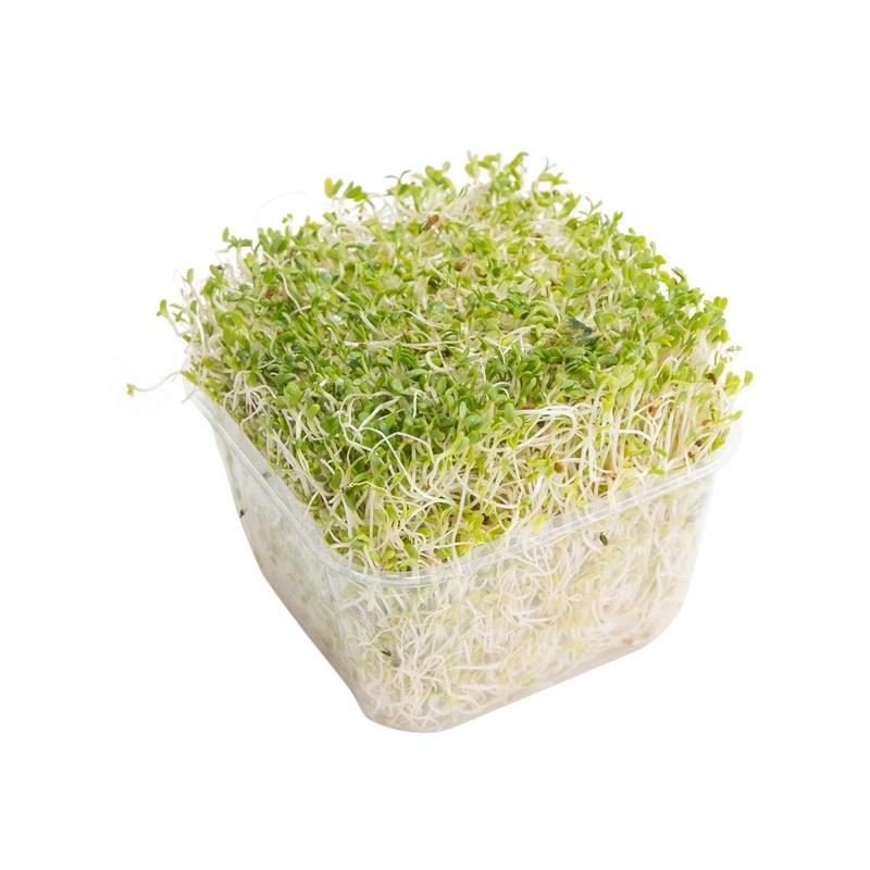 Australia Alfalfa Sprouts  (1pack)