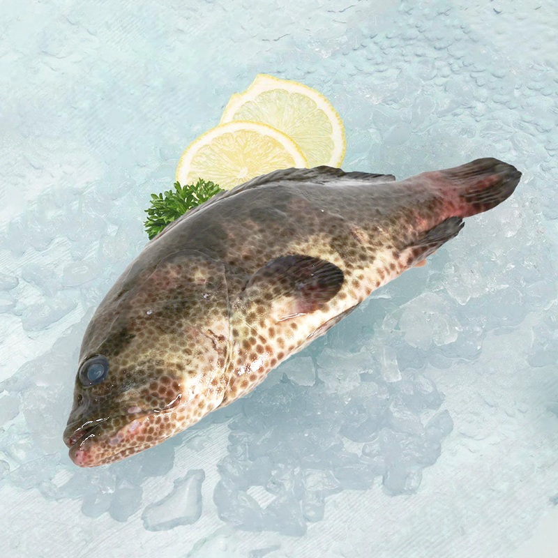 Tiger Grouper (Whole)