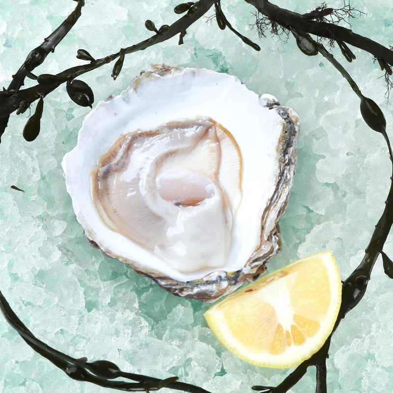 SAINT KERBER French Belon Oyster (TTG)  (1pc)