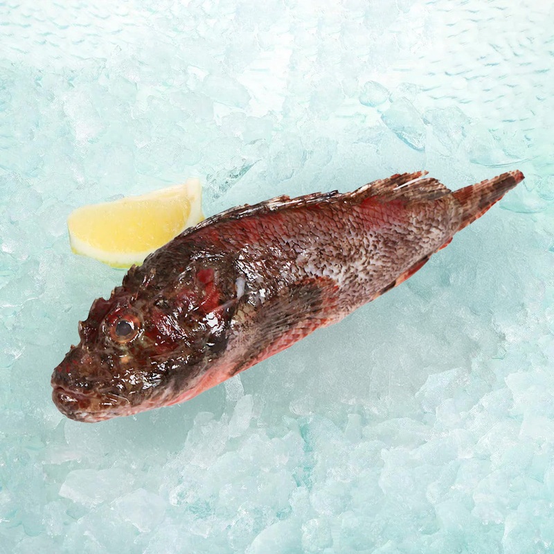 Red Scorpion Fish  (200g)