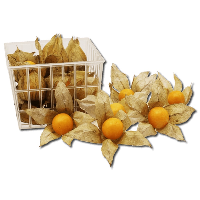 Colombian Physalis  (1pack)
