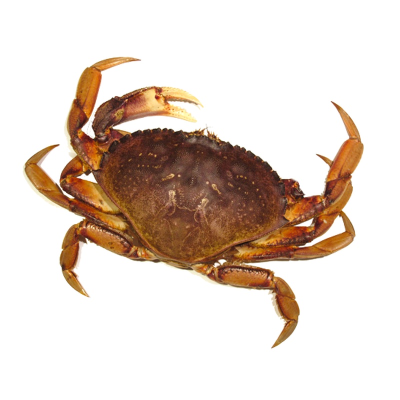 LIVE VANCOUVER CRAB