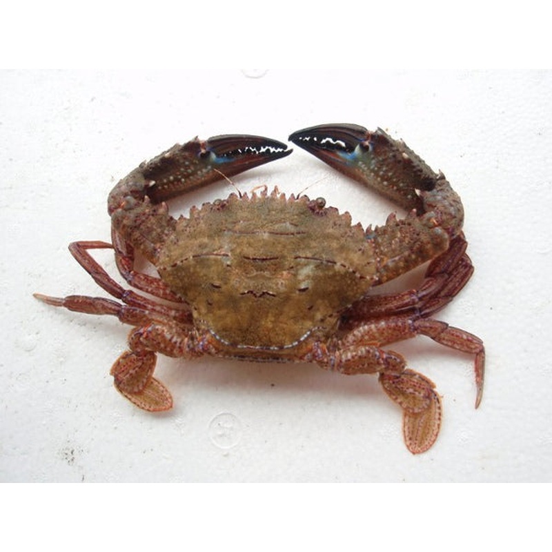 Live Rock Crab
