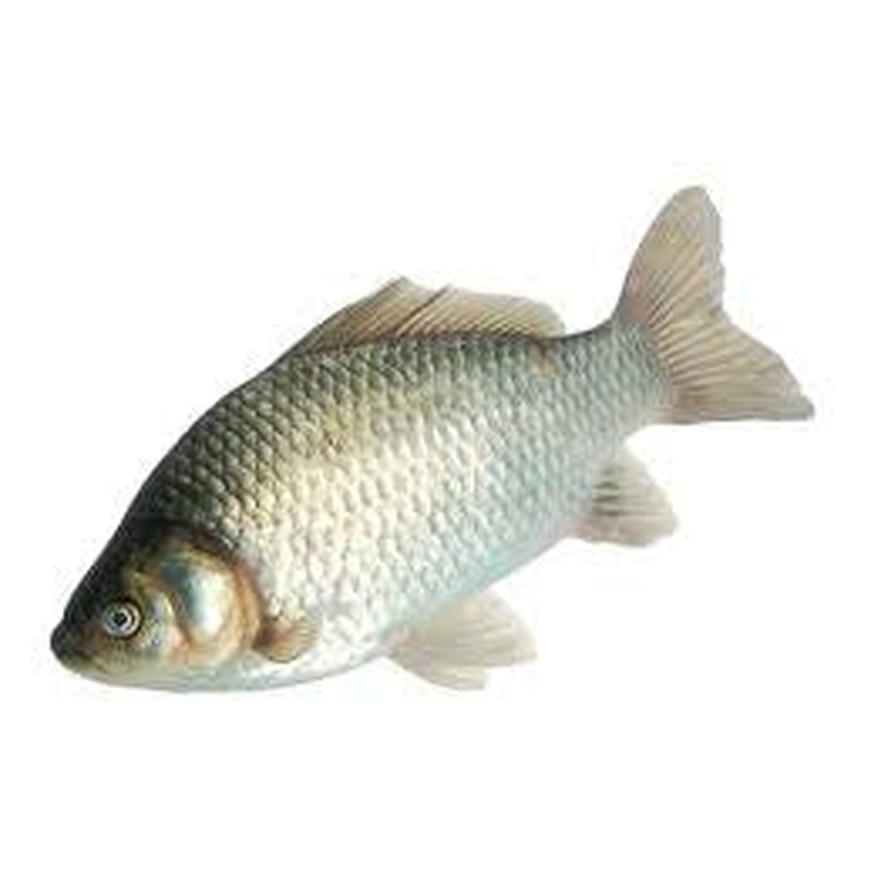 TANG SHAN FISH