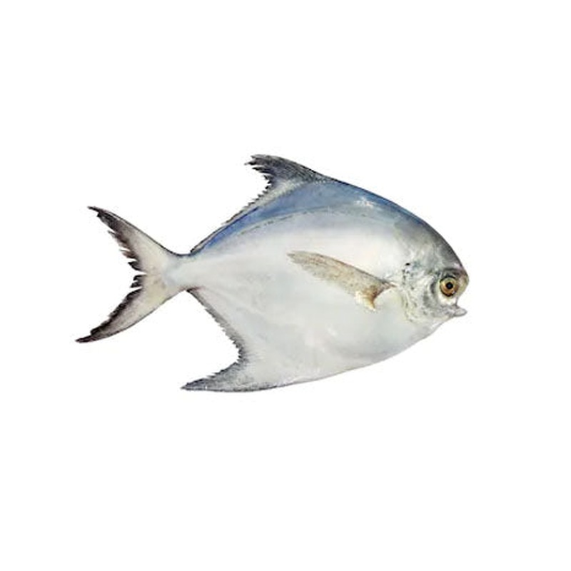 Sliver Pompano